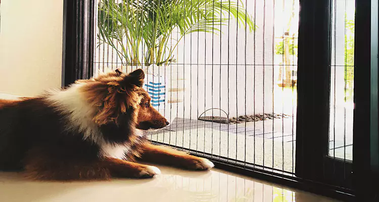 Sliding Screen Pet Door Repair in Dunedin, FL
